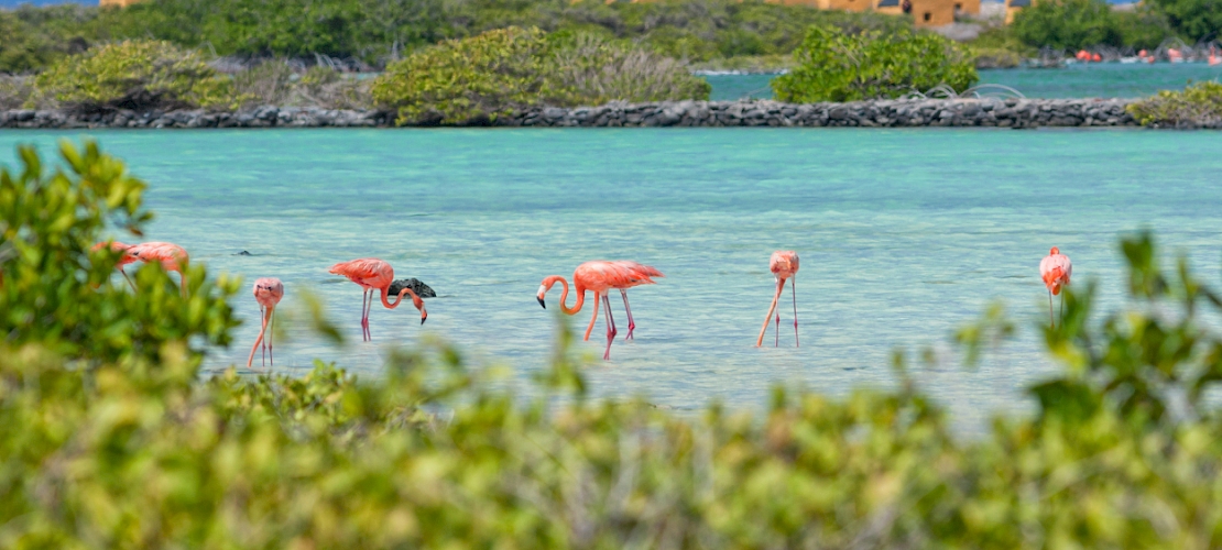 Kralendjik, Bonaire