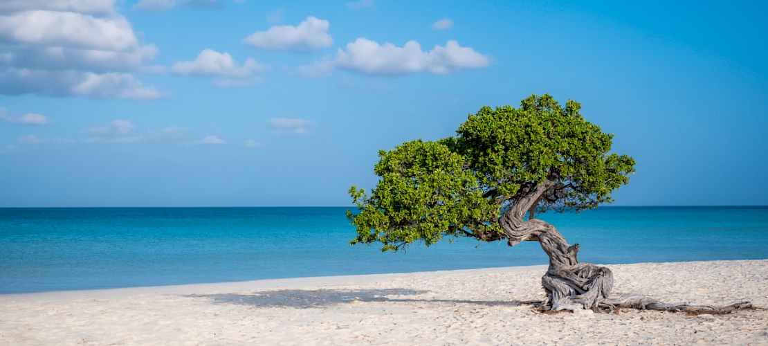 Eagle Beach (Oranjestad), Aruba